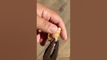 Harige Triton Restauratie 🐚 #schelp #doehetzelf