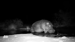 A Massive Hippo Emerges from the Water!