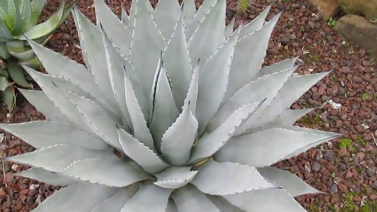 Plant Traveller: Agave Parryi var Couesi 