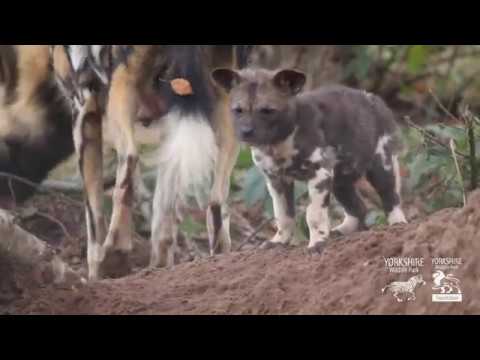 giraffes volleyball championship 2016 Pupdate Video #3