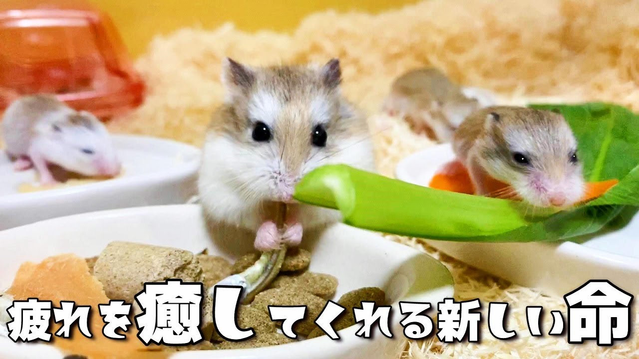 疲れを癒してくれる新しい家族たち ハムスター生後14日目 Youtube 疲れを癒してくれる新しい家族たち ハムスター生後14日目 Youtube