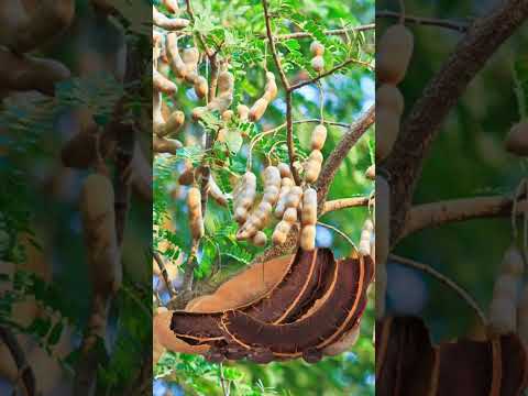 Jar Wow On The Tamarin Fruits Creative Creativity Creator Thinking Mindset Shorts Viral