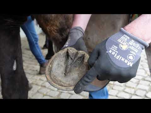 Video: Kannst du kuhhessige Pferde reparieren?