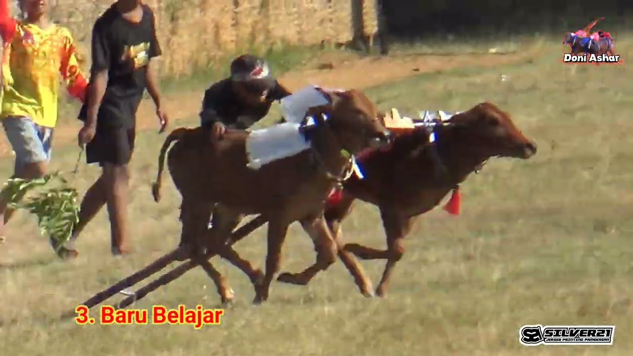 Latihan Karapan Sapi Di Lap Asemanis Pamekasan. 