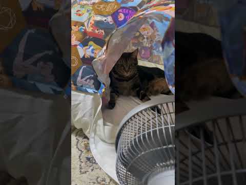 #テント#猫　　扇風機で猫のテント生活