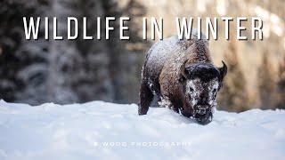 Wildlife in Winter  🦬🦢🦌🐇❄️