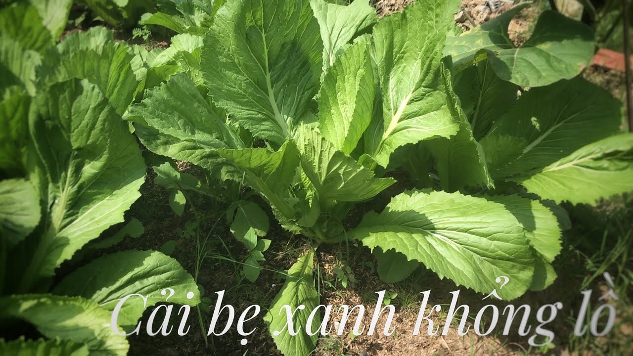 #10 | Trồng Cải Bẹ Xanh , từ A đến Z | grow cabbage at home 