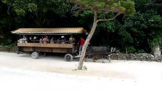 P1010844 mpeg2video