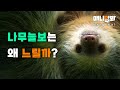 나무늘보는 왜 느린 걸까요? [동물탐구생활 EP.4]ㅣWhy Are Sloths So SLOW?