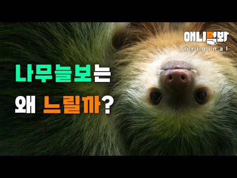 Sloth Là Con Gì - 나무늘보는 왜 느릴까요? 직접 알아봤더니 놀랍습니다. [동물탐구생활 EP.4]ㅣWhy Are Sloths So SLOW?