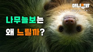 나무늘보는 왜 느릴까요? 직접 알아봤더니 놀랍습니다. [동물탐구생활 EP.4]ㅣWhy Are Sloths So SLOW?