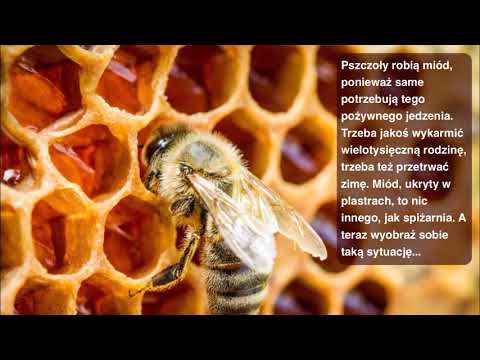 Wideo: Jak Pszczoły Robią Miód