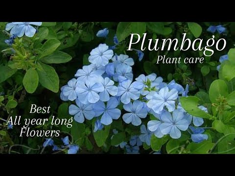 Video: Plumbago Care: Where And How To Grow A Plumbago Plant