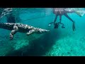 Crocodile meets diver - Freediving face to face with a wild Crocodile!