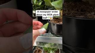 This tiny leaf caused internet drama🌱😂 #plants #ikea #ikeahack #plantpropagation