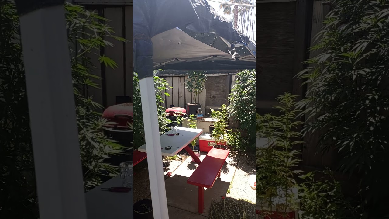 Dispensary Grower NFS 