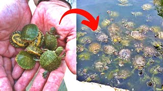 What Actually Happens When You Buy a Turtle?