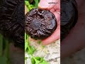 black garlic! 🧄 #fruit #fruitrees #tropicalfood #satisfying #tropicalfruit #fruitcutting #food