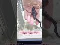 【感動】海辺で拾った謎の物体を太陽にかざした少年、中で動いていた小さな命
