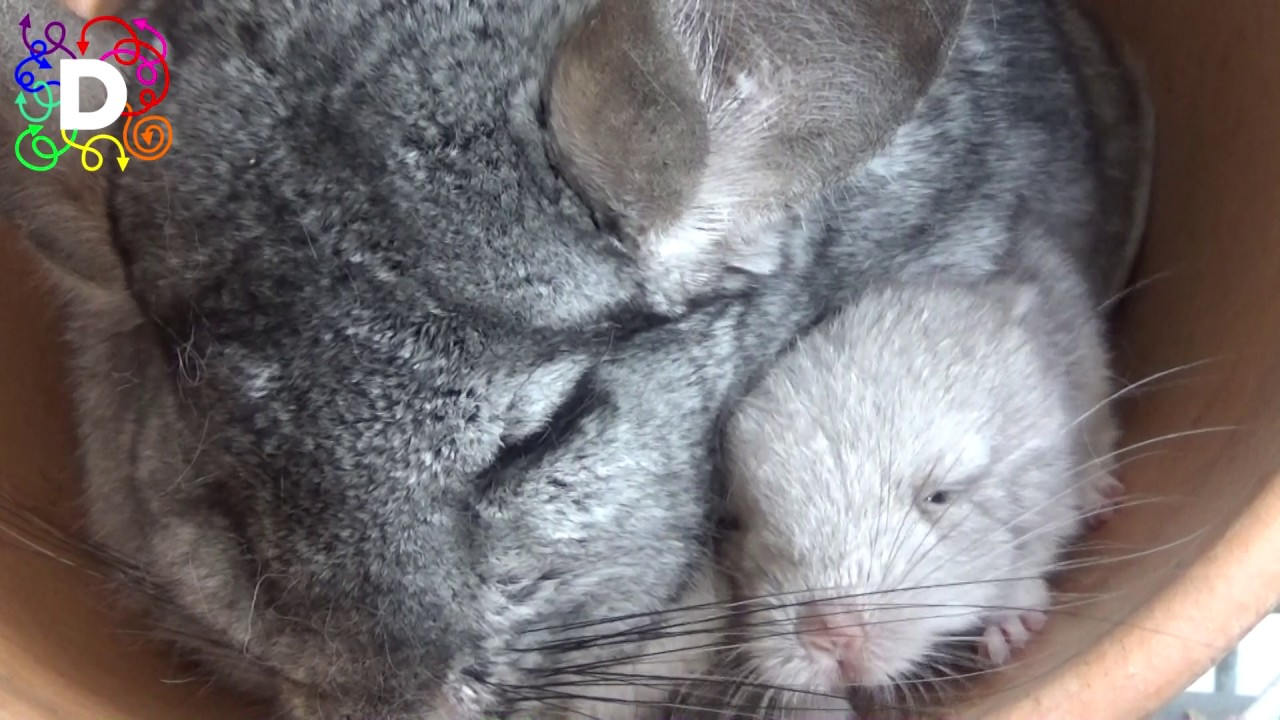 JUST BORN BABY CHINCHILLAS A GLIMPSE INTO THE LIFE OF DAYOLD