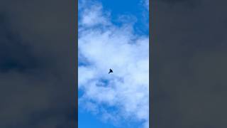 Eurofighter Typhoon Flying Display | ILA 2026 #aviation #eurofightertyphoon #ila