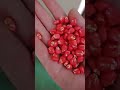 maize seed coating and drying machine seed treatment machine seed dressing #seed #coating #agri