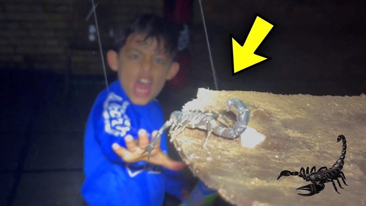 عقرب فوق الصطح 😱