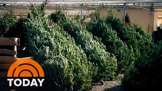 Why your Christmas tree might cost more this year