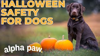 How To Protect Your Dog On Halloween, According To A Vet by AlphaPaw 9 views 1 year ago 9 minutes, 57 seconds