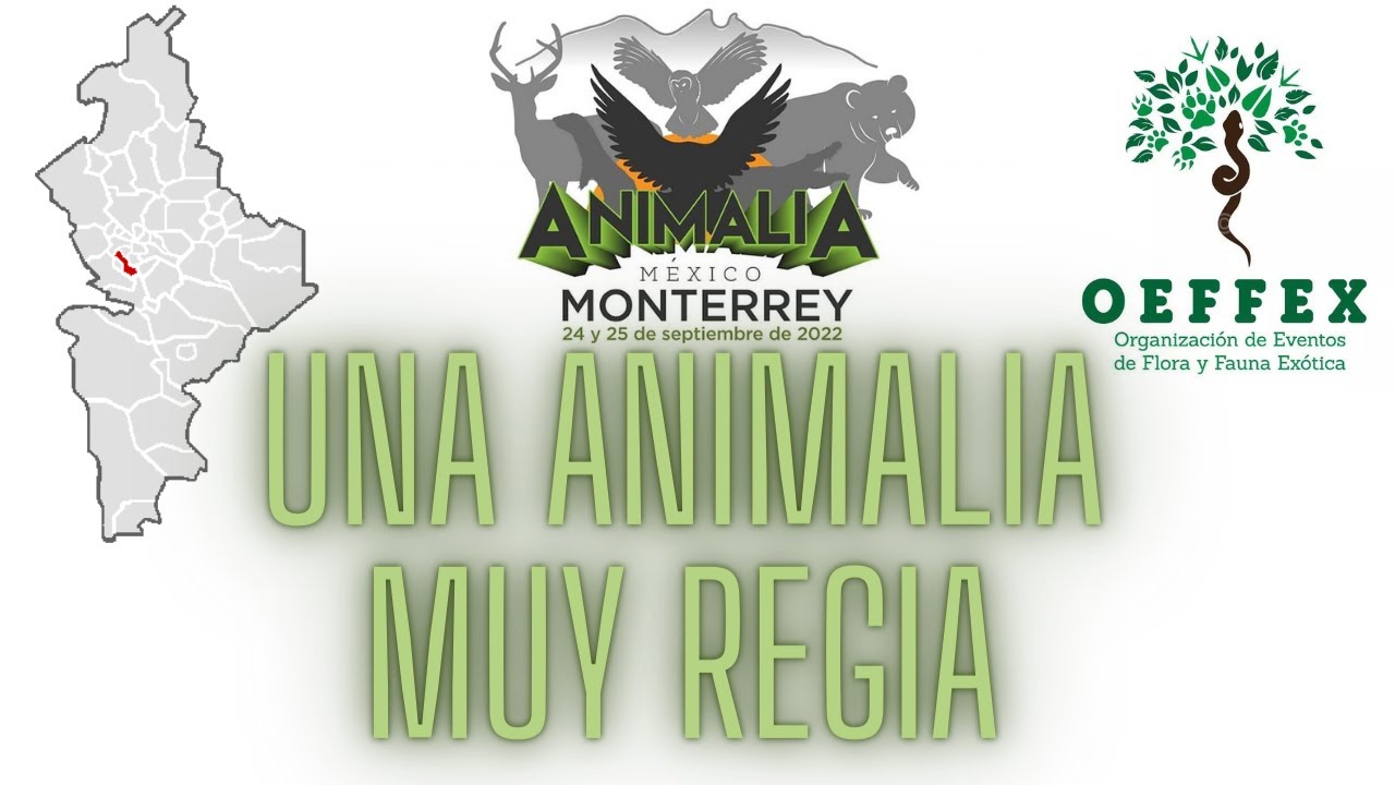 Así vivimos ANIMALIA MONTERREY 🔥