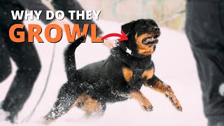 Why Does My Rottweiler Growl At Me and How to Fix it?