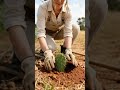 Free DIY Fence Using Cactus🌵#fencing #diygarden #farmerlife This's Nature's Security System #fence