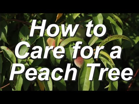וִידֵאוֹ: טיפול בעץ או'הנרי אפרסק: גידול אפרסקים של או'הנרי בגינה הביתית