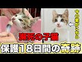 【保護18日間の奇跡】カラスに襲われた子猫が元気になるまでの記録