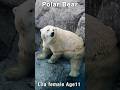 暑い日はこれ! リラ「極上半身浴」が可愛すぎる #polarbear #ホッキョクグマ #shorts