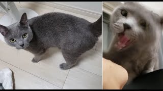スーパーツンデレかまってちゃんすずまろ。鳴いたり甘えたり攻撃したり。