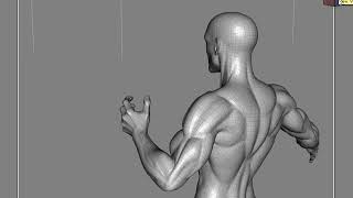 3D Rigging - realistic hand + forearm deformations v3 Net Worth