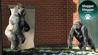 Gorilla Oumbi, Shufai, Ozala and Lope In The Snow