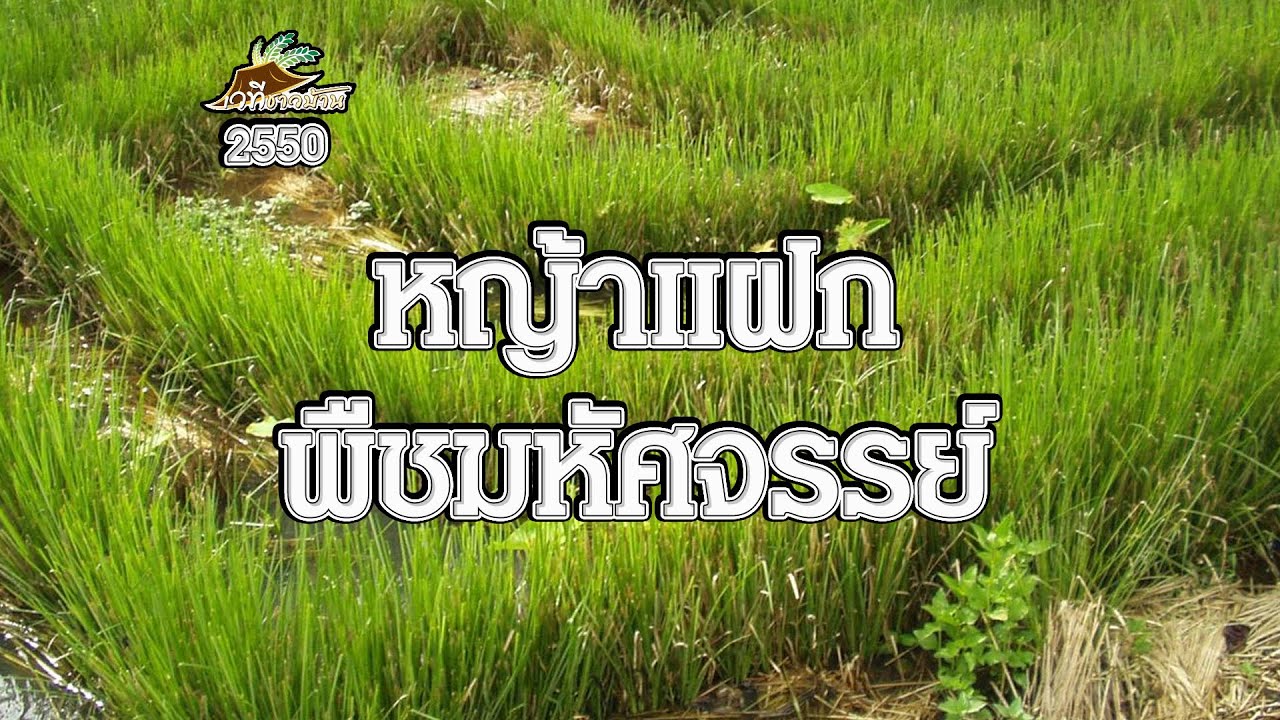 หญ้าแฝก พืชมหัศจรรย์