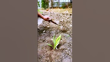 Sharing the process of planting seedlings with pointed heads - good tools can do more with less