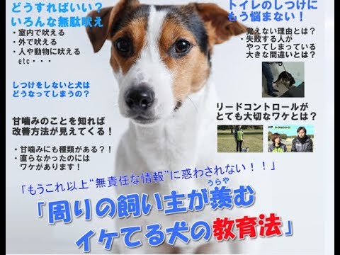 愛犬しつけ講座２【噛む犬専門トレーナーのしつけ法】内容・効果・口コミ・購入