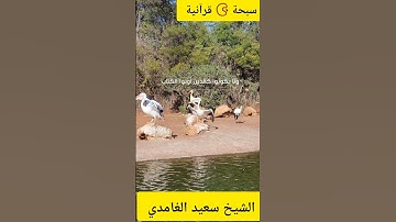 القرآن الكريم #القران_الكريم #قرآن #سجود #تلاوة_خاشعة #القارئ_سعد_الغامدي #اكسبلور #explore #motivat