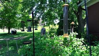 May 12th 12:49pm Finch Feeder Birdcam SE Wisconsin