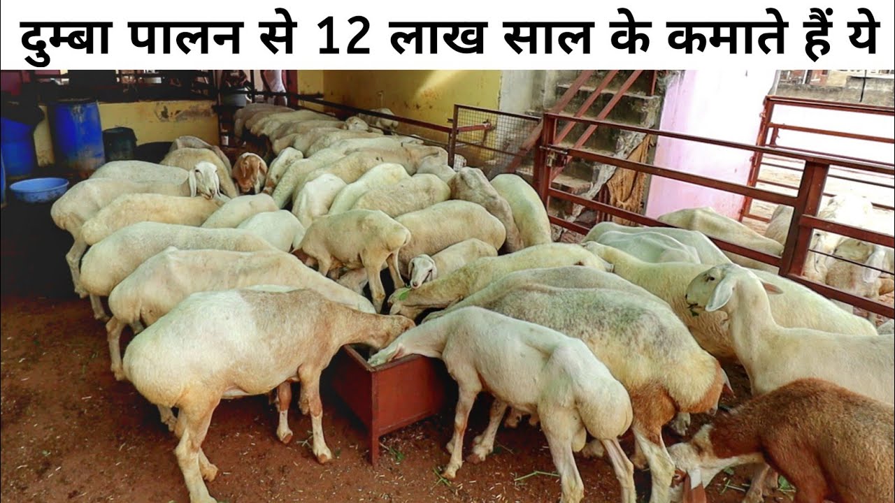 Dumba Palan - कम खर्च में ज्यादा मुनाफ़ा | Turkey Dumba Farm Tour