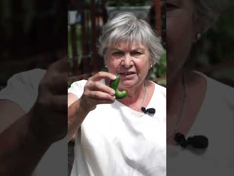 Почему огурцы кривые 🥒 Огурцы крючком это плохо ?