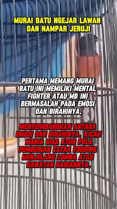 #Cara mengatasi muraibatu nampar ruji dan ngejar lawan. #kicaumania #bunyimurai #setinganmuraibatu .