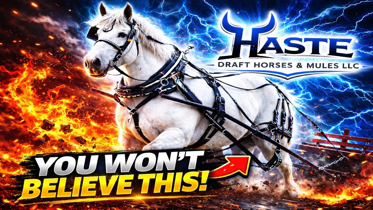 People Stop and Stare When This Draft Horse Walks By