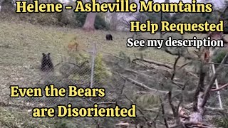 Hurricane Helene Asheville "The Aftermath" Patton Mountain right after, Asheville NC  #helene