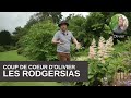 Vido coup de cur dolivier  le rodgersias