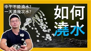 【如何澆水】該不該澆水，要澆多少水? 注意! 澆錯比不澆更慘，還有超實用澆水口訣讓你秒懂澆水，錯過就太吃虧了!＃如何澆水＃伊恩愛種花＃正中午可不可以澆水 ｜字幕｜